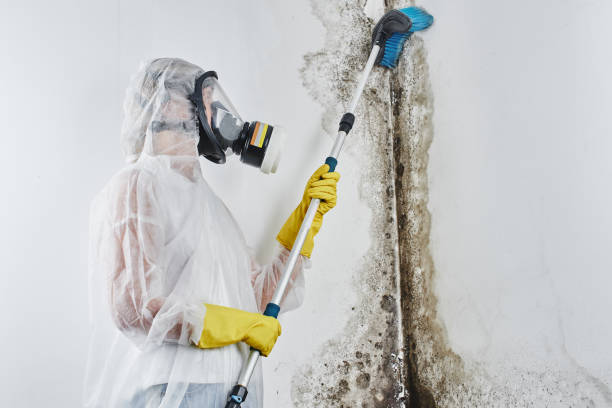 Best Attic Mold Remediation in Greendale, WI