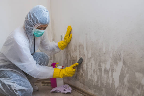 Best Residential Mold Remediation in Greendale, WI