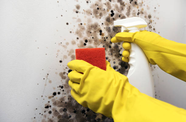 Best Residential Mold Remediation in Greendale, WI