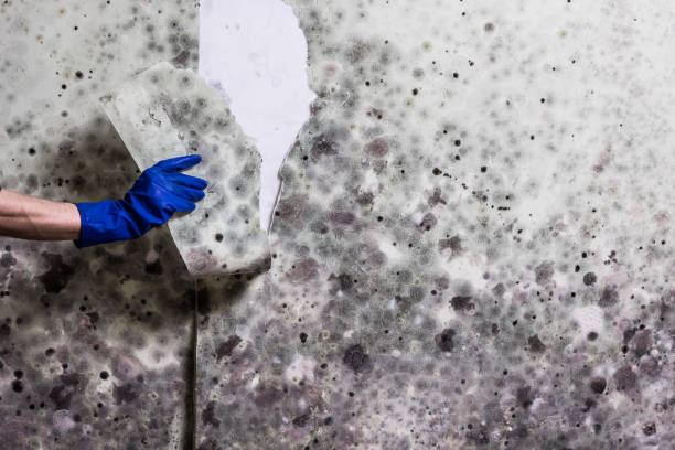 Best Post-Flood Mold Remediation in Greendale, WI