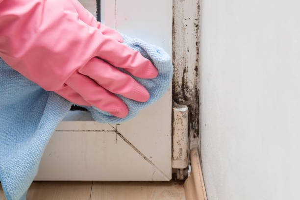Professional Mold Remediation in Greendale, WI